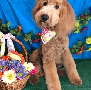 Meet your Posher, Maria